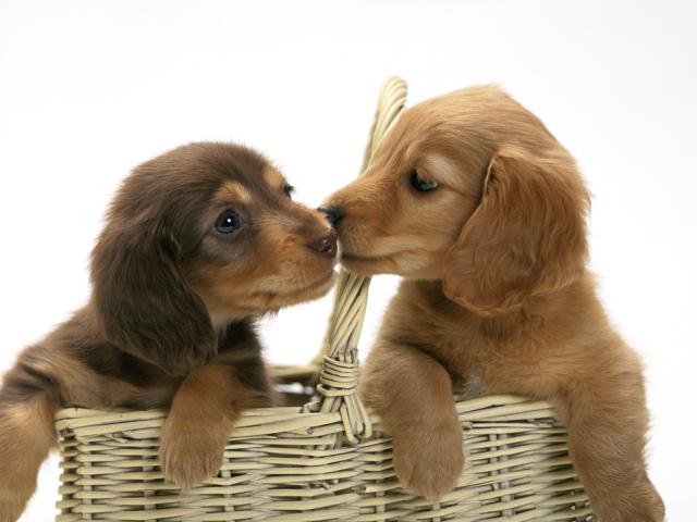 Miniature Dachshund Puppies