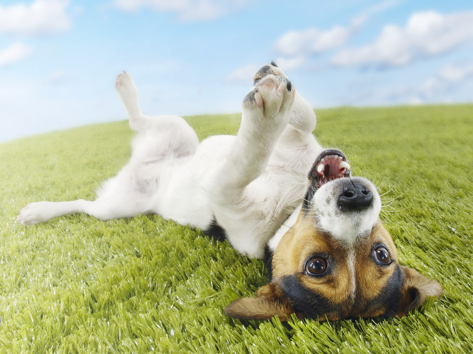 Topsy Turvy, Jack Russell Terrier