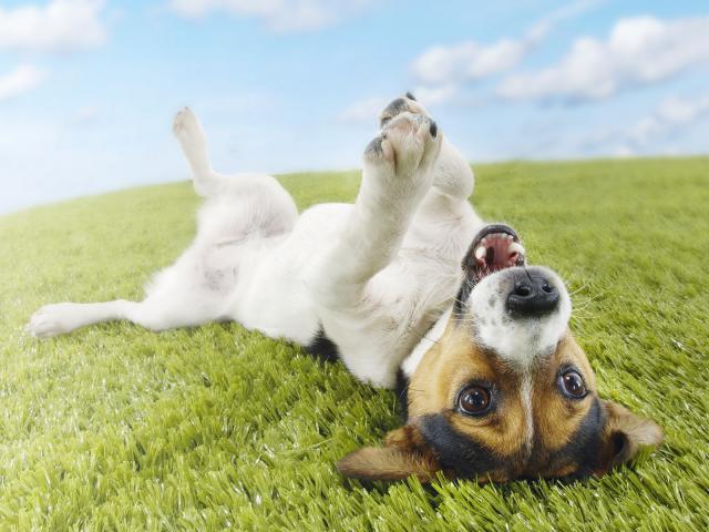 Topsy Turvy, Jack Russell Terrier