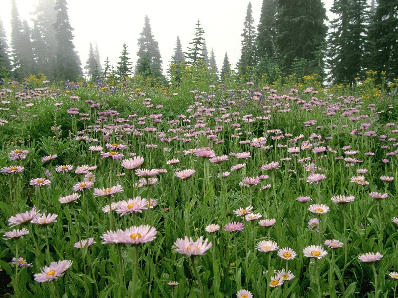Sub Alpine Daisy Mount Rainier Washington