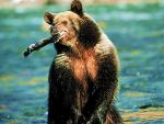 Trout Fishing Grizzly Bear, Colorado River