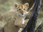 3 Month Old Lion Cub, Masai Mara National Reserve, Kenya-a