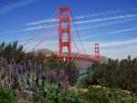 Golden Gate Bridge and Lupine, San Francisco, California