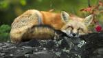 Sleeping Red Fox, Grand Portage National Monument, Lake Superior, Minnesota