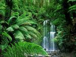 Beauchamp Falls, Victoria, Australia