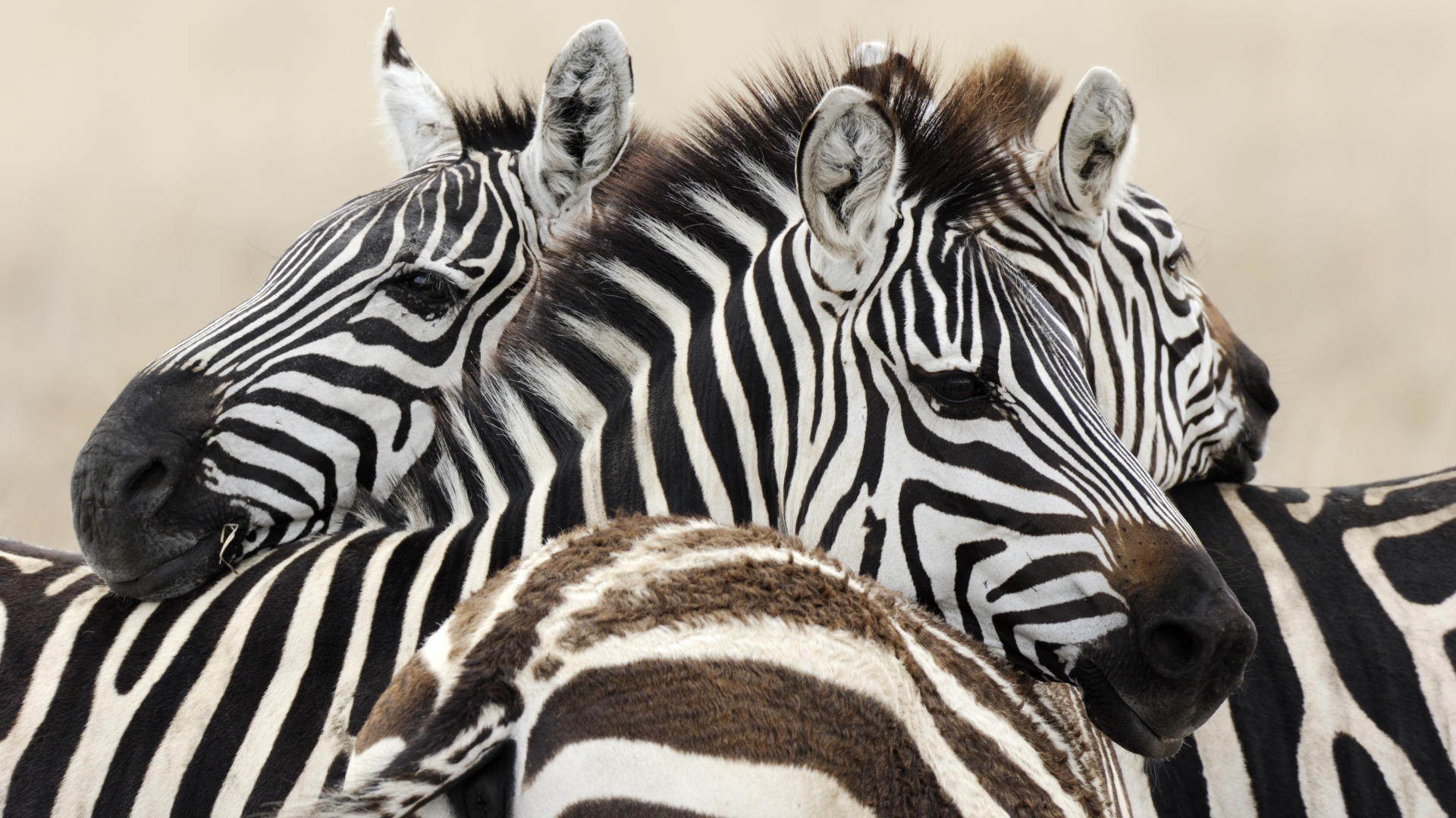 Trio of Burchell_s Zebra, Serengeti National Park, Tanzania