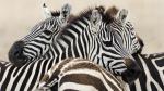 Trio of Burchell_s Zebra, Serengeti National Park, Tanzania