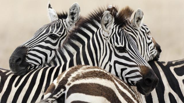 Trio of Burchell_s Zebra, Serengeti National Park, Tanzania