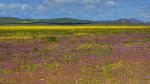 Purple Fields, Carrizo Plain National Monument, California