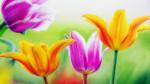 Tulip Hybrids, Maryland