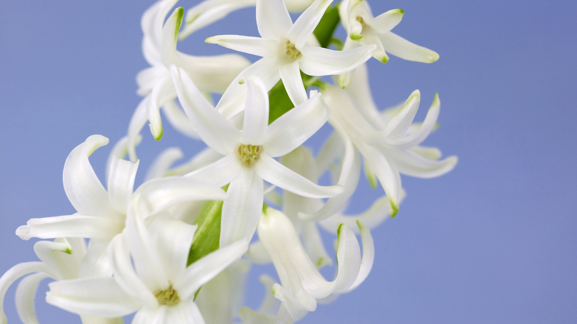 White Hyacinths