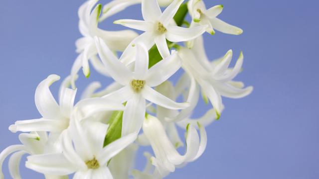 White Hyacinths