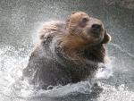 Brown_Bear_Bath_Moscow_Zoo_Russia