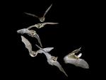 Flight_of_a_Brown_Big-Eared_Bat