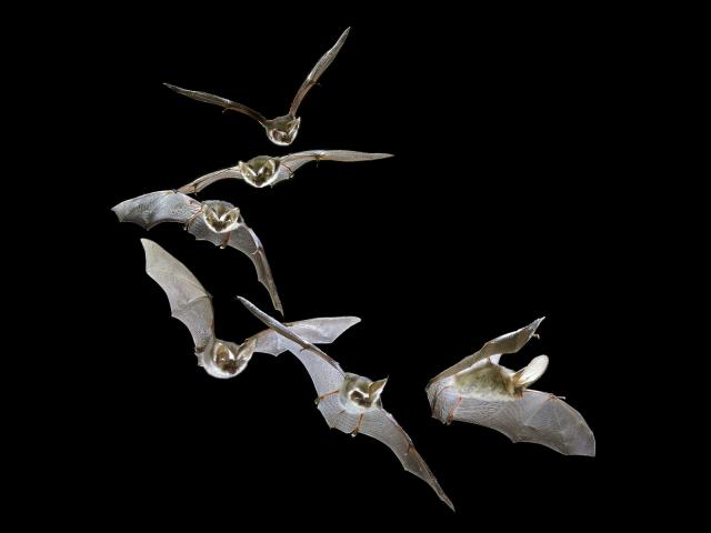 Flight_of_a_Brown_Big-Eared_Bat
