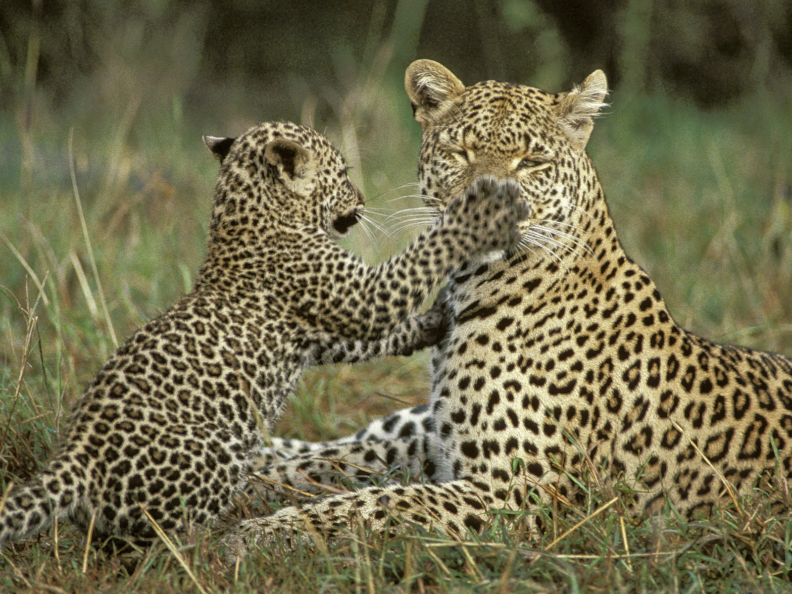 Leopard_Cub_Testing_Moms_Patience_Masai_Mara_Kenya