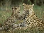 Leopard_Cub_Testing_Moms_Patience_Masai_Mara_Kenya