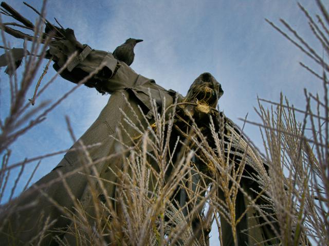 A_Scary_Scarecrow