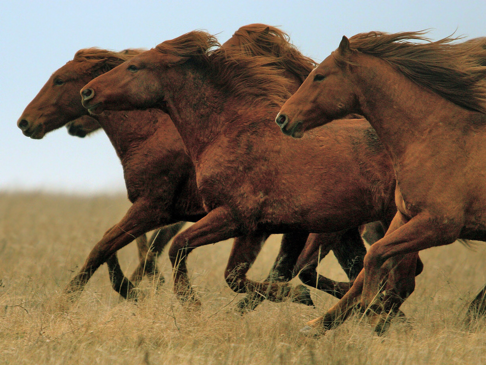 Don_Mustangs_Rostovsky_State_Steppe_Nature_Reserve_Russia