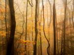Forest_in_Fog_Great_Smoky_Mountains_National_Park_Tennessee