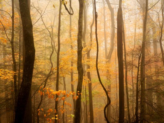 Forest_in_Fog_Great_Smoky_Mountains_National_Park_Tennessee