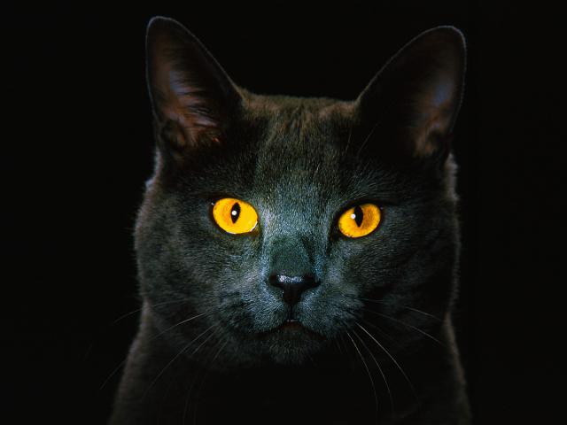 Golden_Eyes