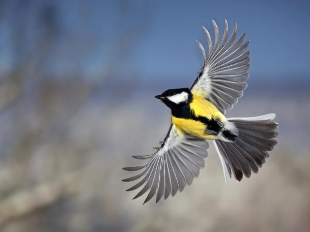 Great_Tit_in_Flight