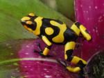 Harlequin_Poison_Dart_Frog_Columbia