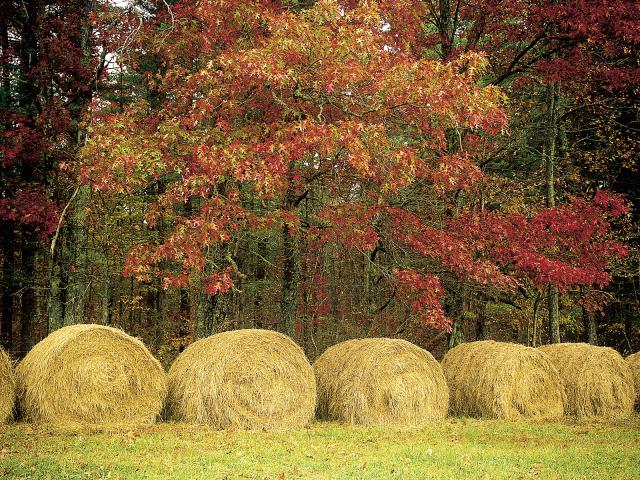 Hayfield_Cumberland_Plateau_Tennessee