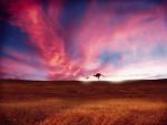 Hopping_Along_the_Horizon_Kangaroos
