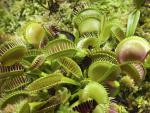 Venus_Flytrap