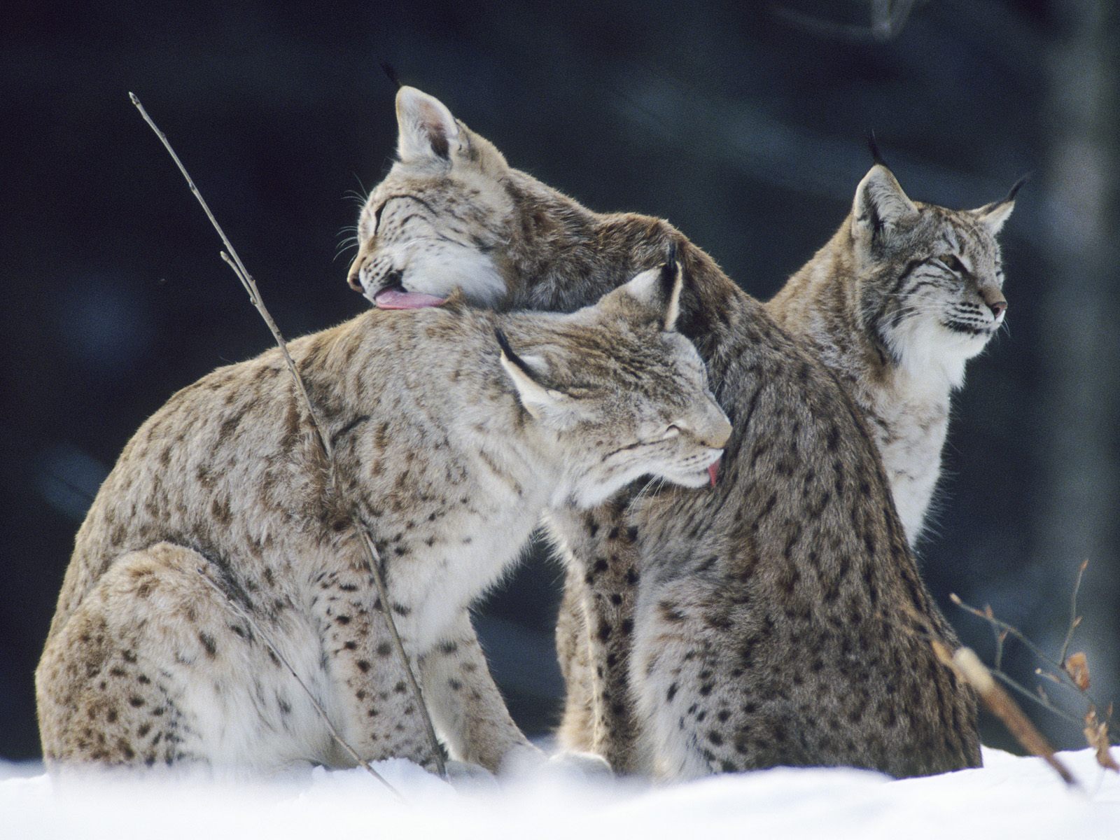 Bath_Time_European_Lynx