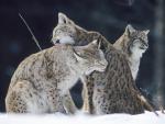 Bath_Time_European_Lynx