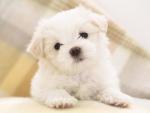 Maltese_Puppy
