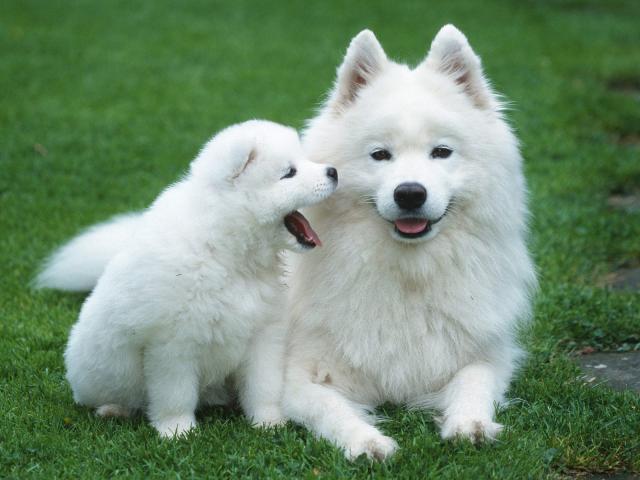 Samoyed_With_Puppy