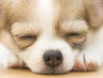 Sleeping_Chihuahua_Puppy