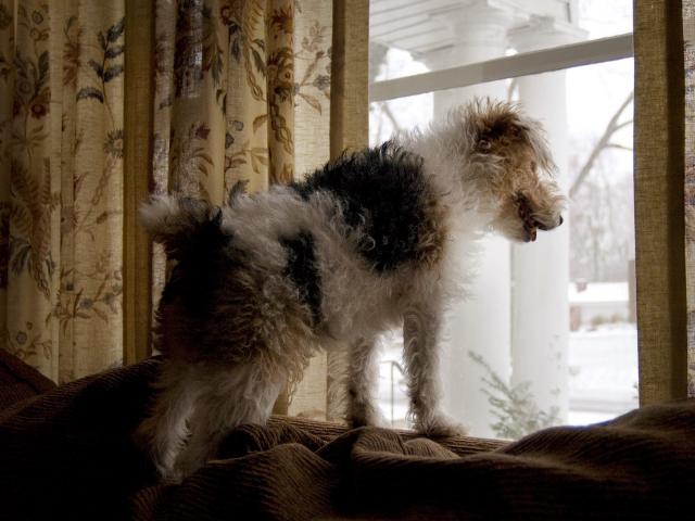 Watchdog