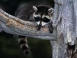 Baby_Raccoon