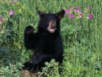 Black_Bear_Cub