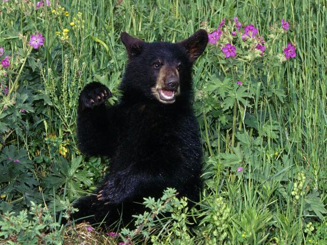 Black_Bear_Cub
