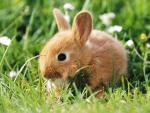 Dwarf_Rabbit