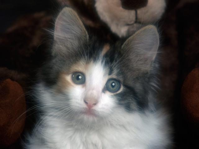 Calico_Kitten