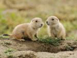Baby_Black-Tailed