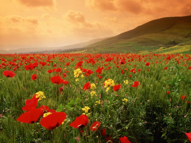 Blooming_Poppies