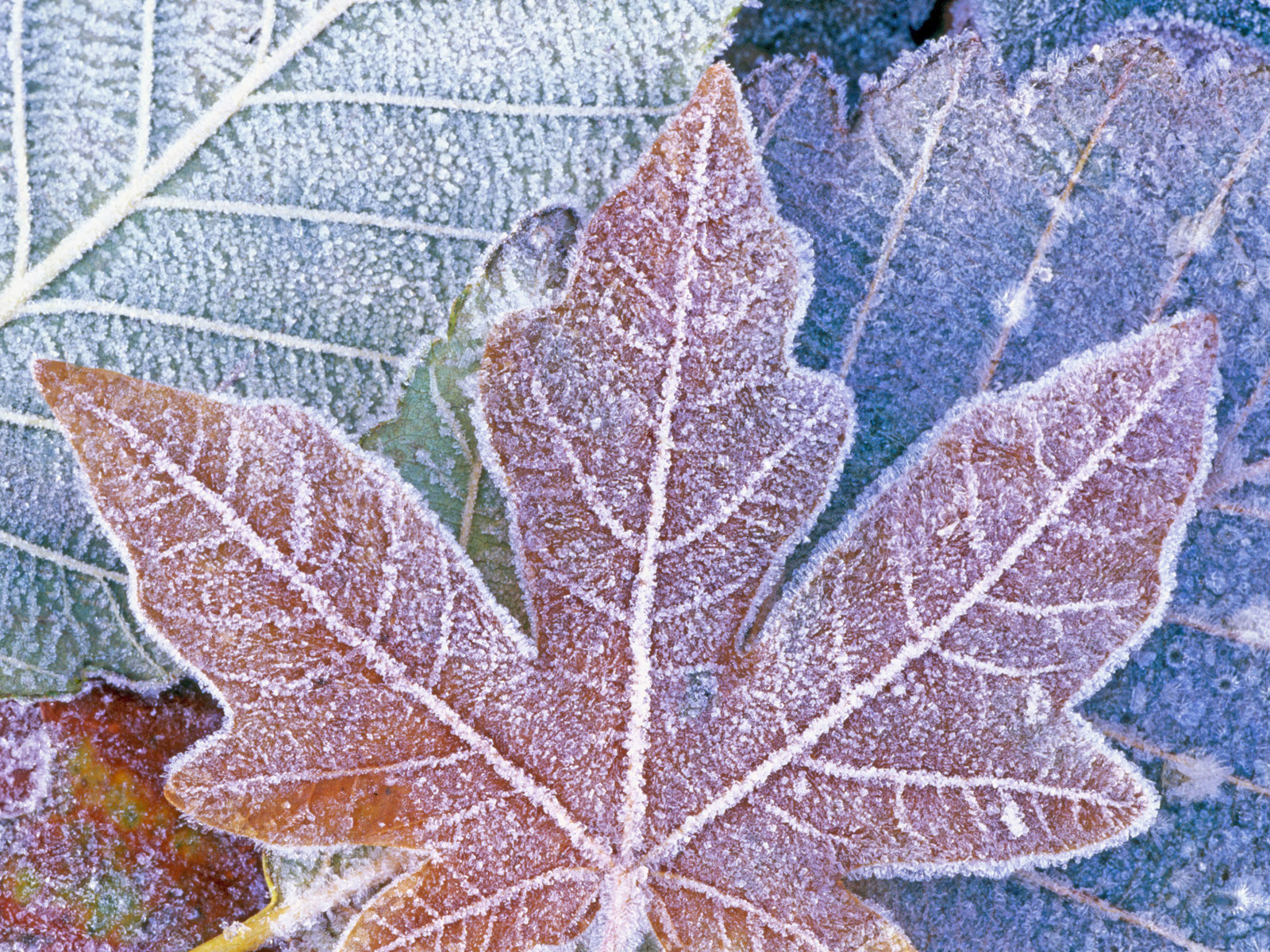 Frosty_Fall_Colors
