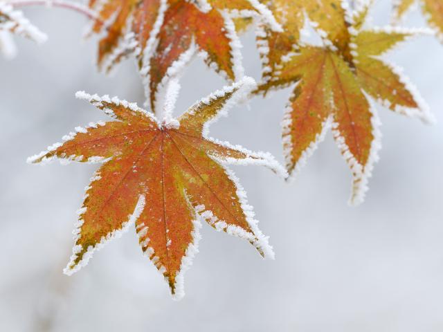 Frozen_Maple_Leaves