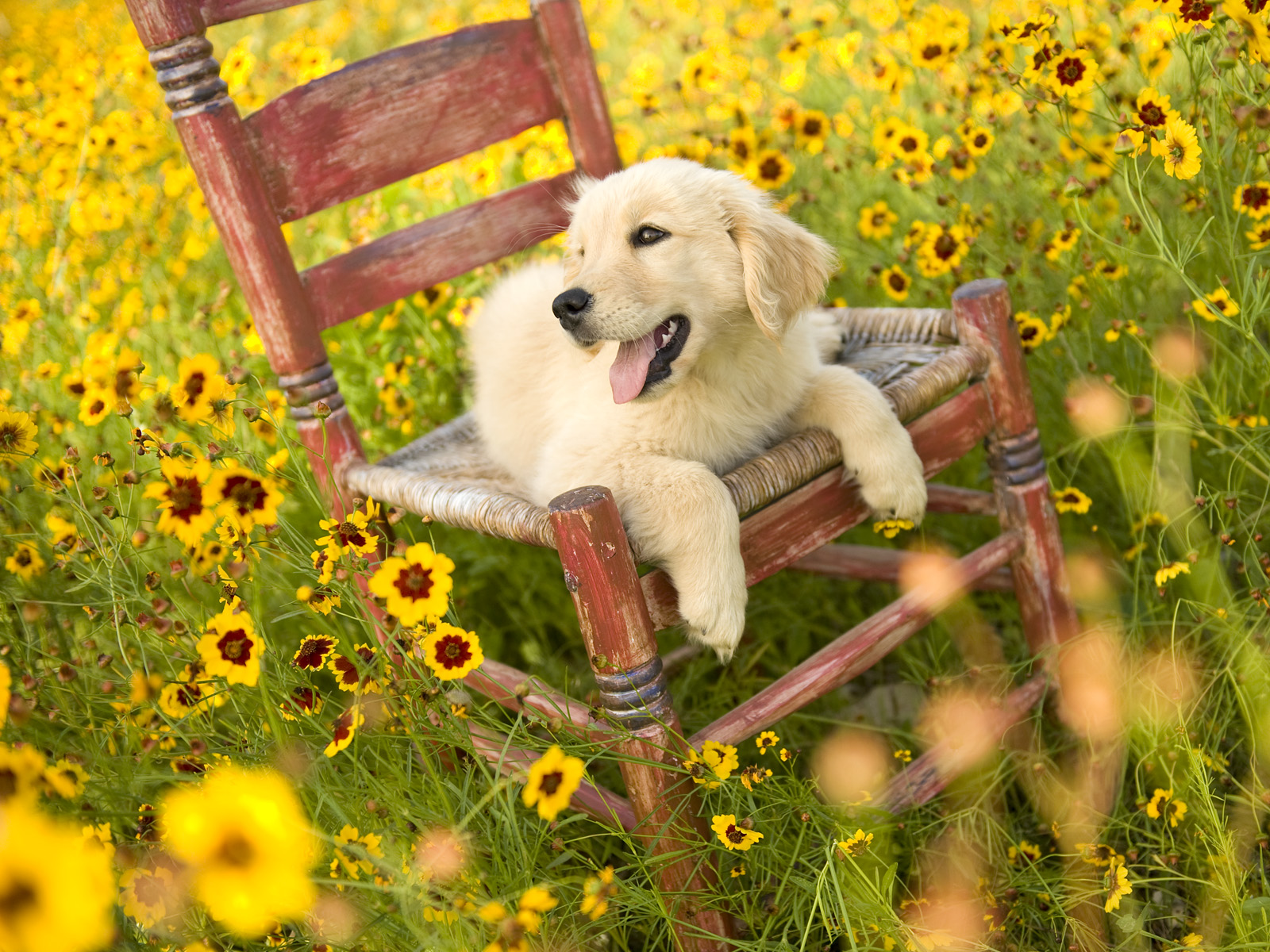 Golden_Days_of_Spring