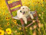 Golden_Days_of_Spring