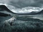 Gorilla_in_a_Meadow