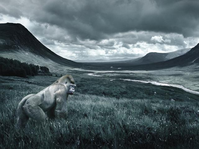 Gorilla_in_a_Meadow